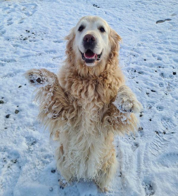 Erdm&auml;nchen im Schnee