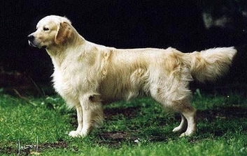 R&uuml;de